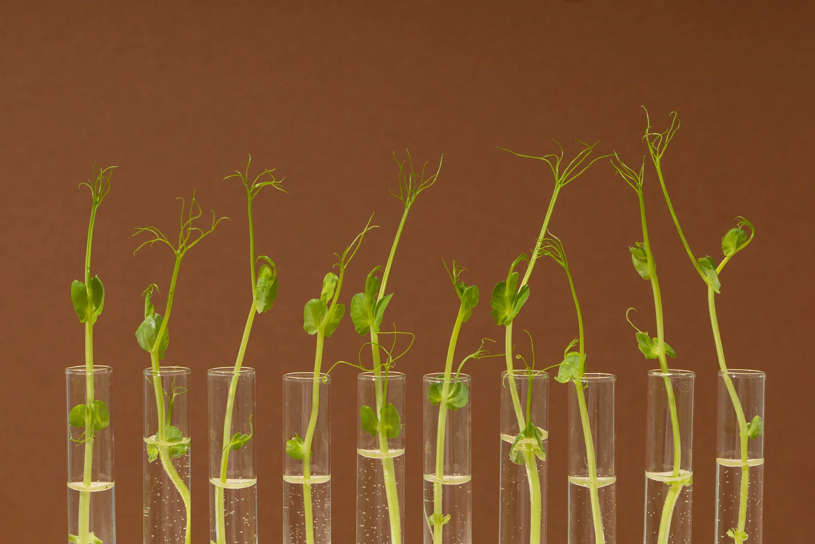 Lush botanical plants growing in a garden