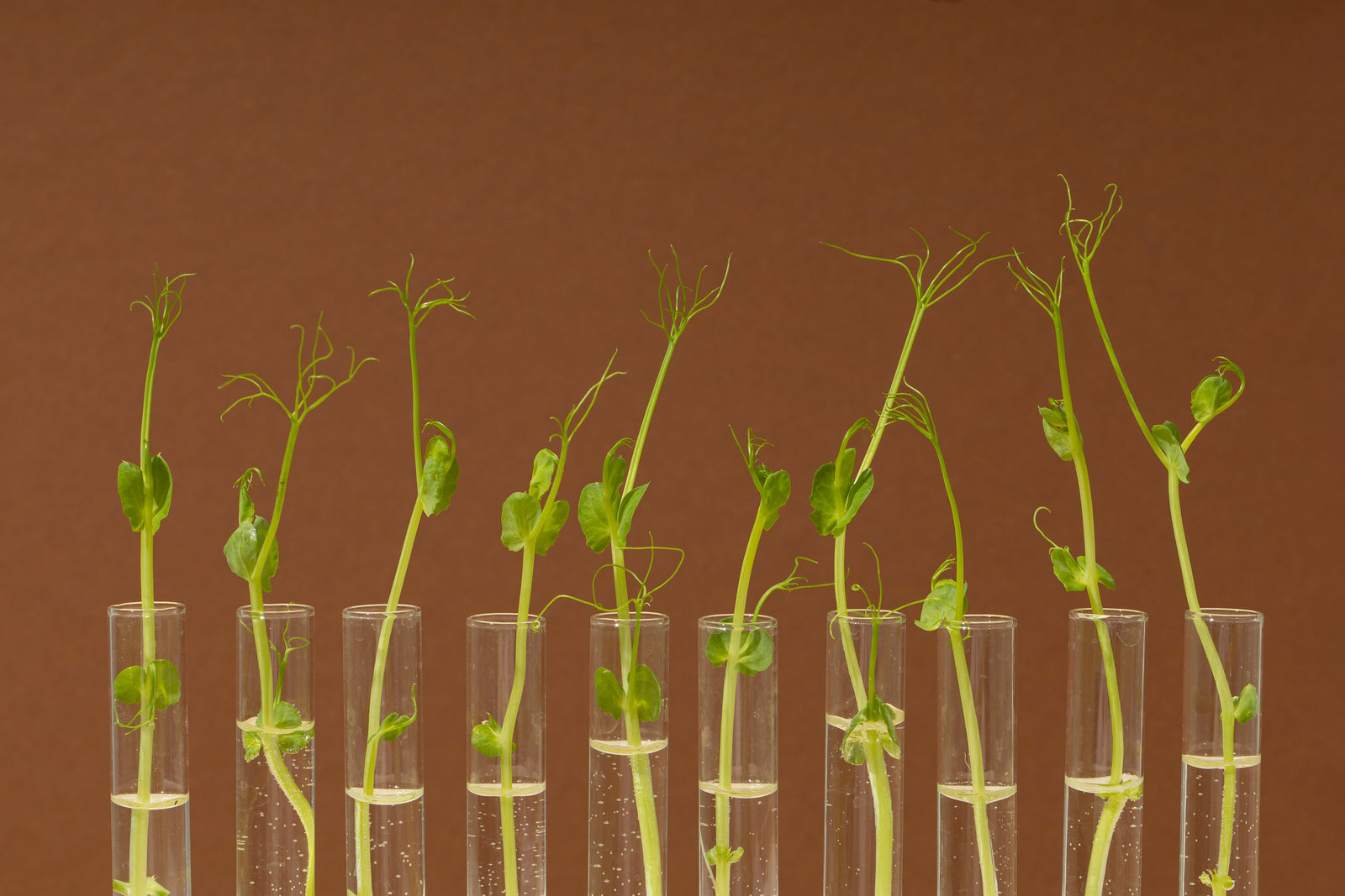 Lush botanical plants growing in a garden